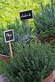 Herbs: thyme and lavender in pots, Provence, France