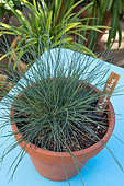 Blue fescue grass in pot, Provence, France
