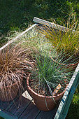 Festuca glauca and Carex comans 'Bronze', 'Frosted' and 'Prairie Fire', Provence, France