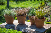 Festuca glauca and Carex comans 'Bronze', 'Frosted' and 'Prairie Fire', Provence, France