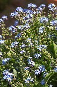 Forget-me-not in bloom in a kitchen garden, Provence, France