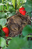 Chicks at nest in Stawberries, Kitchen garden, Provence, France