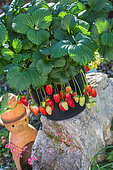 Strawberries 'Cirafine', Kitchen garden, Provence, France