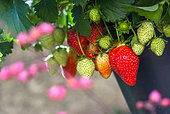 Strawberries, Kitchen garden, Provence, France