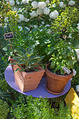 Sage, basil and parsley in pot, Provence, France