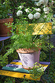 Fennel in pot, Provence, France