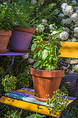Basil 'Grand vert' in pot, Provence, France