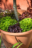 Batavia, Red and blonde oak leaf Lettuce in a pot of Olive tree, Provence, France