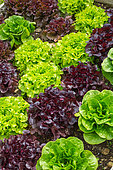 Various Lettuces in a kitchen garden, Provence, France