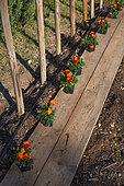 Stakes for tomatoes and plantation of marigolds in a kitchen garden, Provence, France