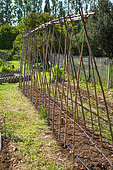 Tomato stakes in a kitchen garden, Provence, France