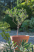 Olive tree in terracotta pot, Provence, France