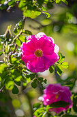 Rose-tree in bloom in a garden