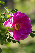 Rose-tree in bloom in a garden
