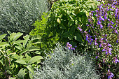 Aromatic plants in a square foot kitchen garden, Provence, France