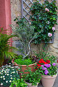 Young Olive tree in pot and flowers in Provence, France