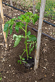 Plantation de Tomates au potager - Plant dans son trou, Provence, France