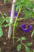 Tomato planting - Seedling planted out, Provence, France