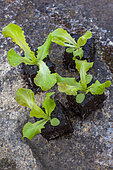 Salad seedlings in a kitchen garden, Provence, France