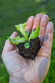 Jeune plant de salade dans une main, Provence, France