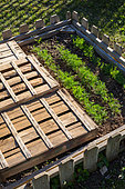 Dill and mesclun seedings protected from the sun with trays, Provence, France