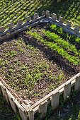 Mesclun (Salad mix) and Dill in a Bartholomew square foot kitchen garden, Provence, France
