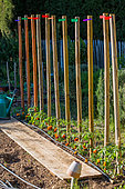 Tomato on stakes and Tagetes as companion planting in a vegetable garden, Provence, France