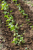 Bush bean seedling, Provence, France