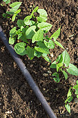 Beans seedlings and irrigation drip in Vegetable Garden, Provence, France