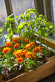 Marigolds and Tomato seedlings, Provence, France
