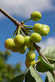 Unripe cherries, Provence, France