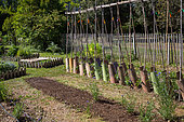 Semis de Moutarde blanche et rangée de tomates protégées du vent par des tuiles, jardin potager, Provence, France