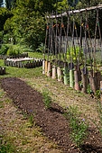 Semis de Moutarde blanche et rangée de tomates protégées du vent par des tuiles, jardin potager, Provence, France