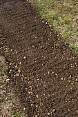 Semis de Moutarde blanche utilisée comme engrais vert au jardin potager, Provence, France