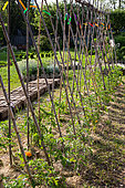 Rangée de Tomates et semis de Moutarde blanche protégé du soleil par des cagettes, Provence, France