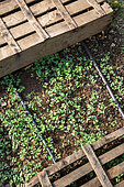 Semis de Moutarde blanche protégé du soleil par des cagettes, jardin potager, Provence, France