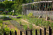 Rangée de Tomates et semis de Moutarde blanche, jardin potager, Provence, France