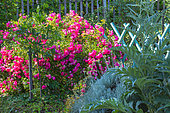 Neon rosebush in bloom and small vegetable garden barrier, Provence, France