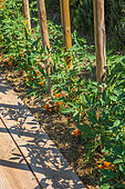 Tomato on stakes and Tagetes as companion planting in a vegetable garden, Provence, France