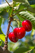 Red cherries on the tree in the Vegetable Garden, Provence, France