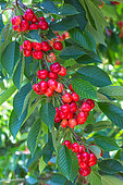 Red cherries on tree, Provence, France