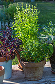 Sage, purple and green basil Basil pots in Vegetable Garden, Provence, France