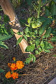 Tomato and Tagetes as companion planting, Provence, france