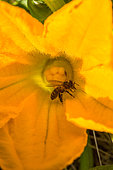Honey bee into a female flower of courgette, Provence, France