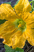 Male flower of courgette, Provence, France