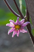 Flower of eggplant, Provence, France