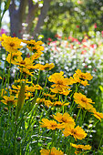 Coreopsis bed flowers, Provence, France