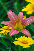 Daylily 'Chicago Rosy' and Coreopsis flowers, Provence, France