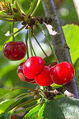 Red Morello cherries on the tree, Provence, France