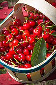 Morello cherries in a basket, Provence, France